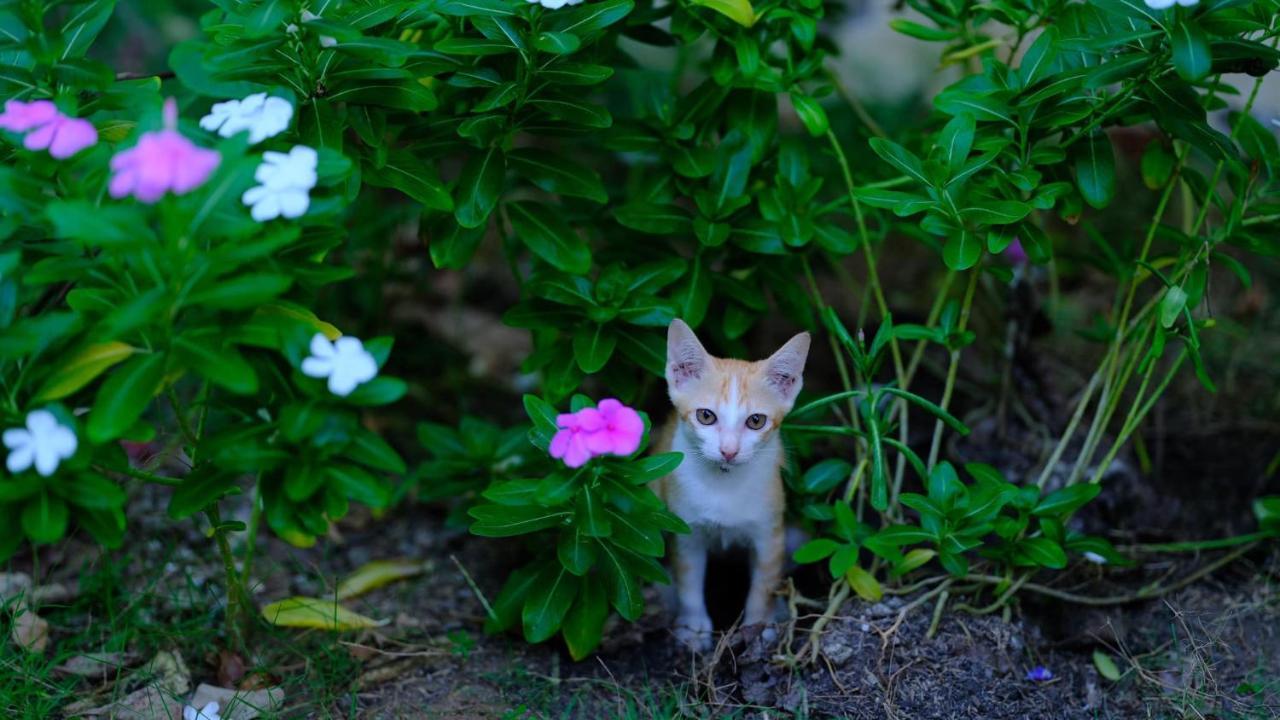 Vila Basi Nguyet Hang Bagian luar foto